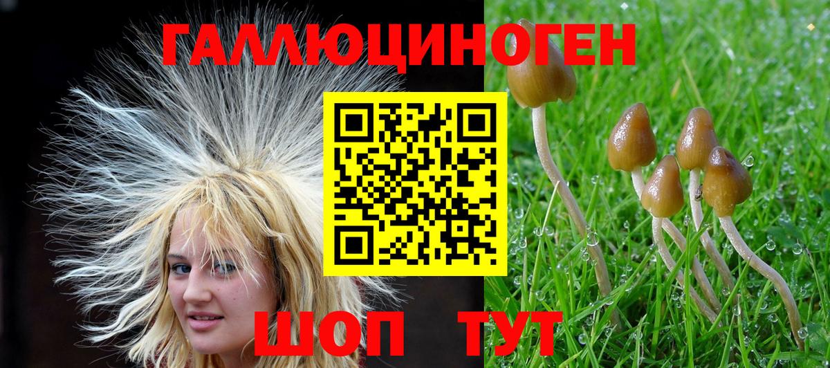 Галлюциногенные грибы Psilocybine cubensis Прохладный